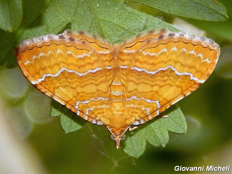 Geometridae da ID2